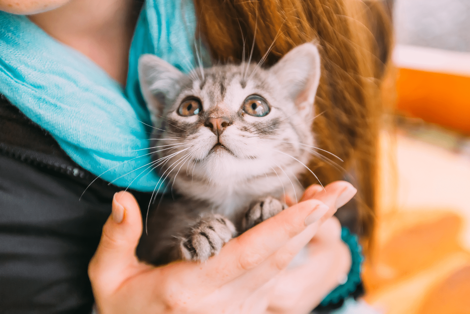 the woman holds the adorable kitten in her arms