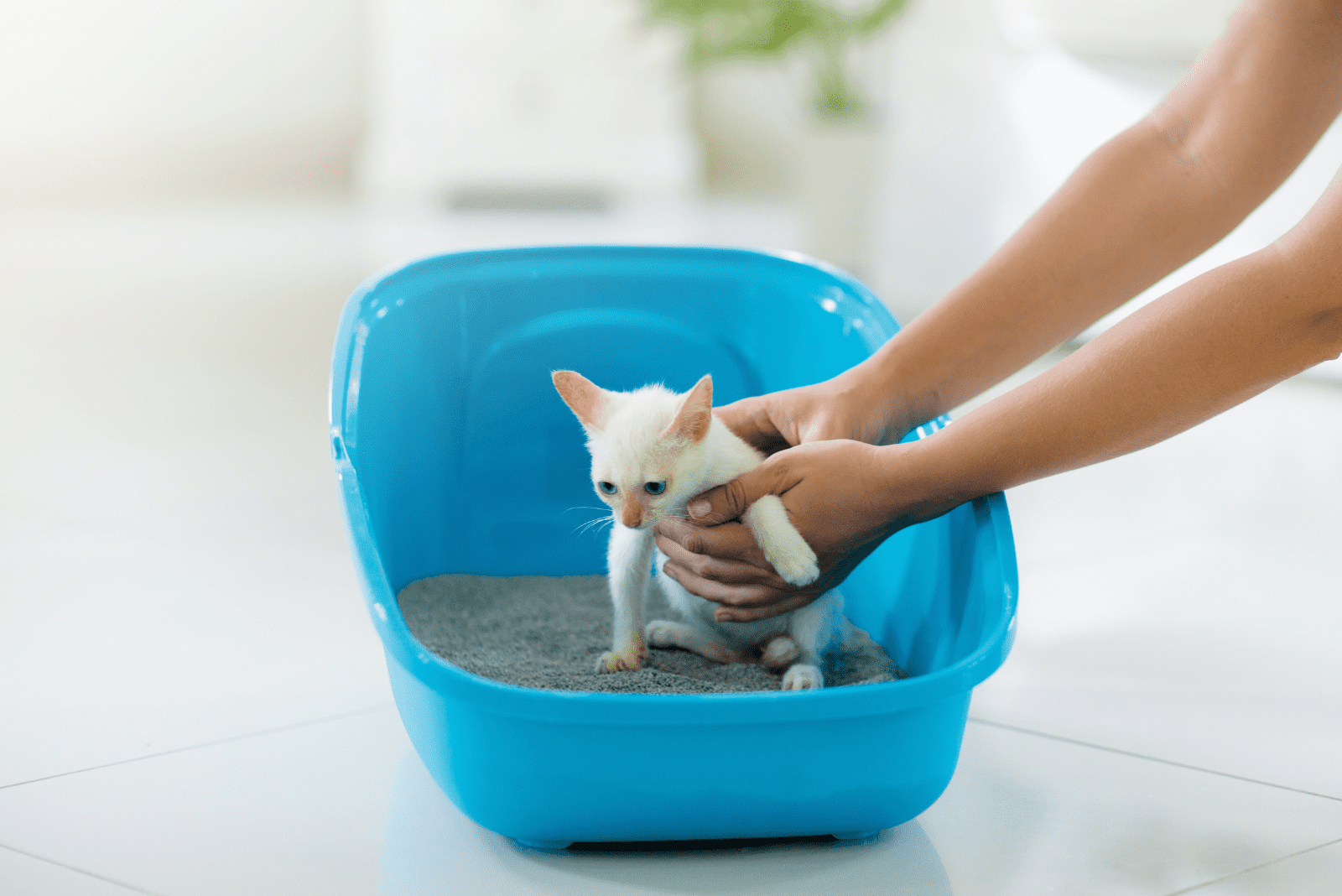 the woman puts the kitten in the sand with the bowl