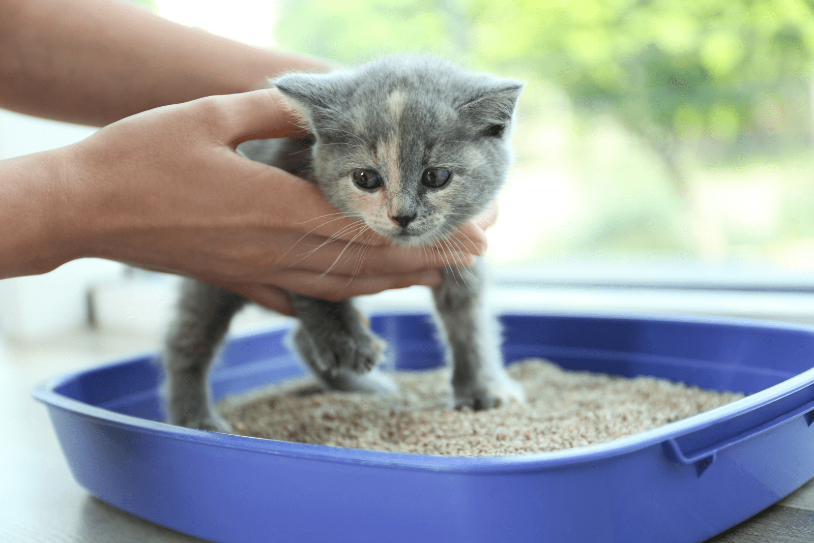 the woman puts the kitten in the sandbox