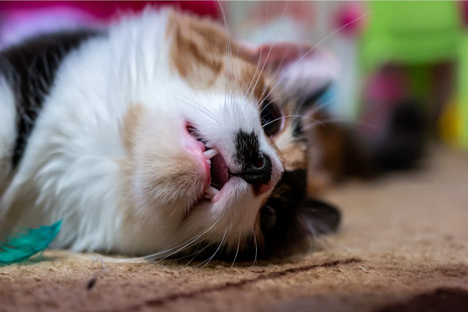 tired cat lying on floor