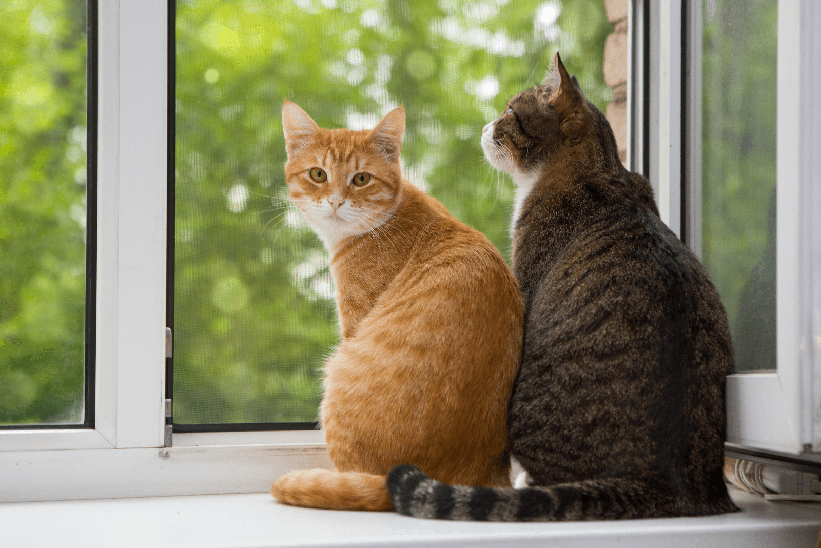 two cats are sitting by the window