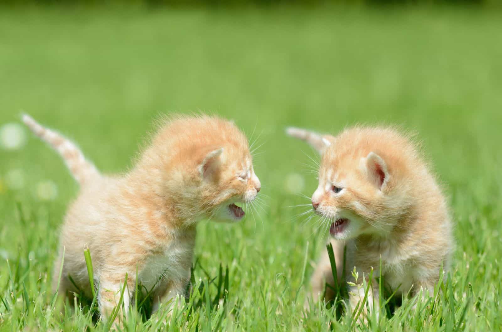 two cats cuffing at each other