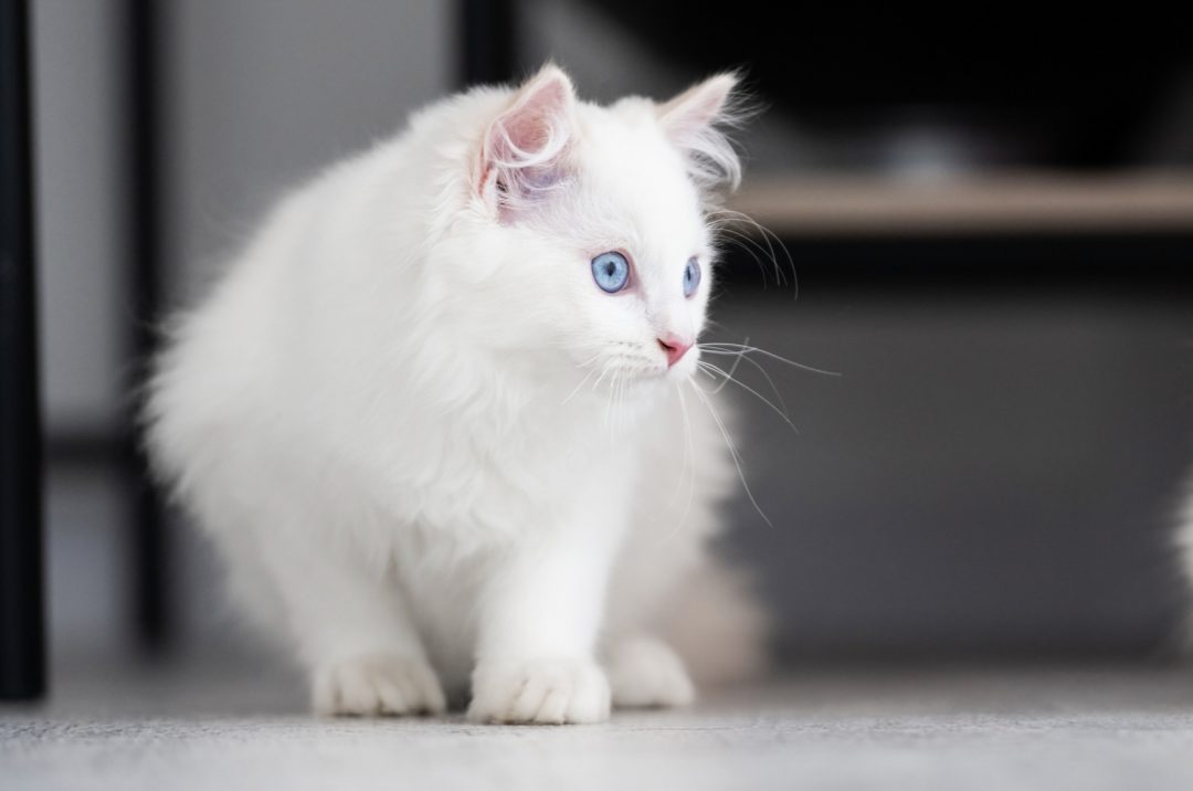 The 7 Best Ragdoll Breeders In Virginia