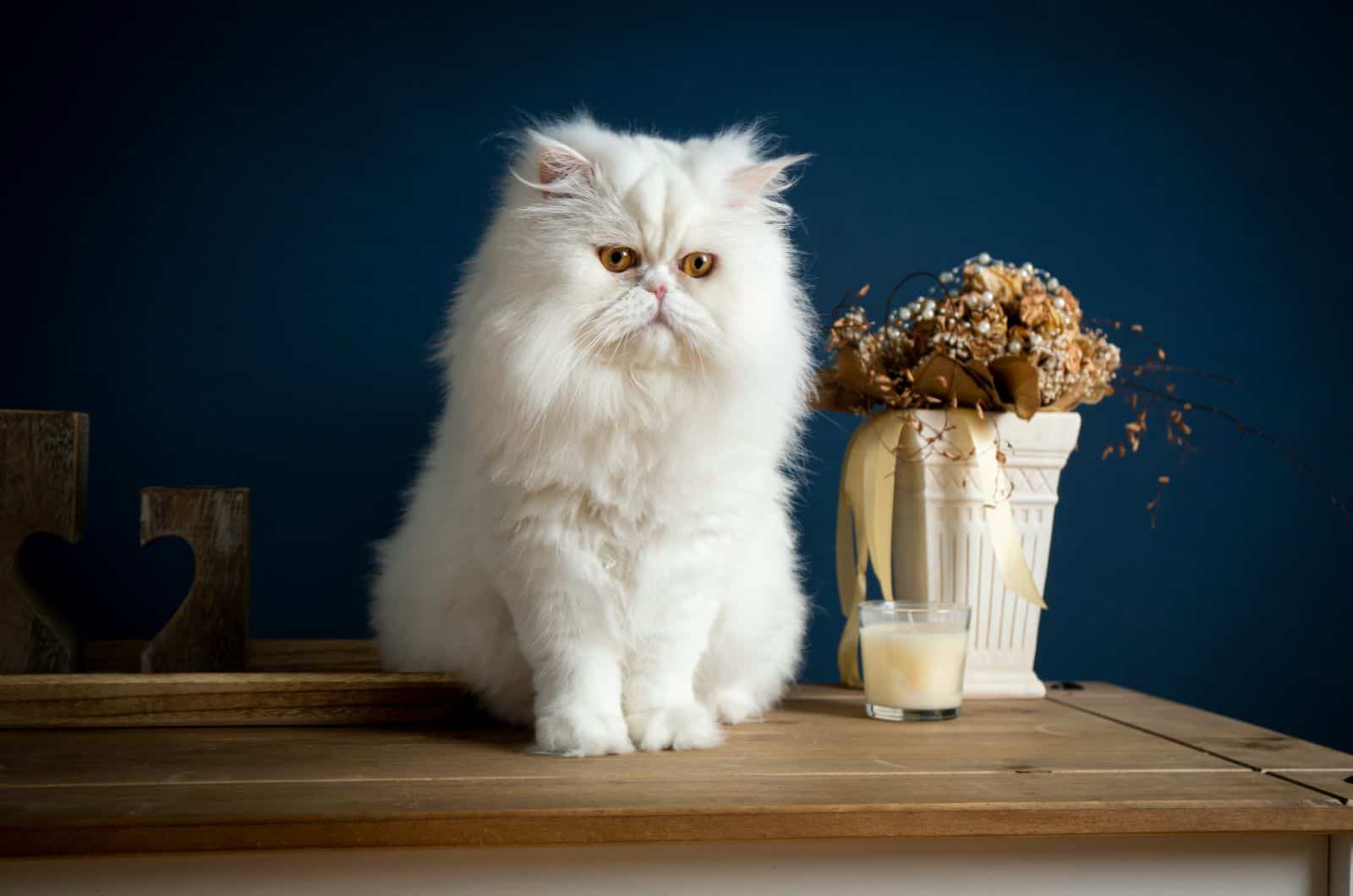 white longhaired persian cat
