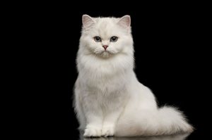 White cat posing for camera