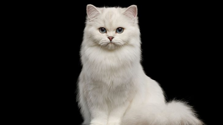 200+ Names For White Cats With Blue Eyes: Awesome Ideas!