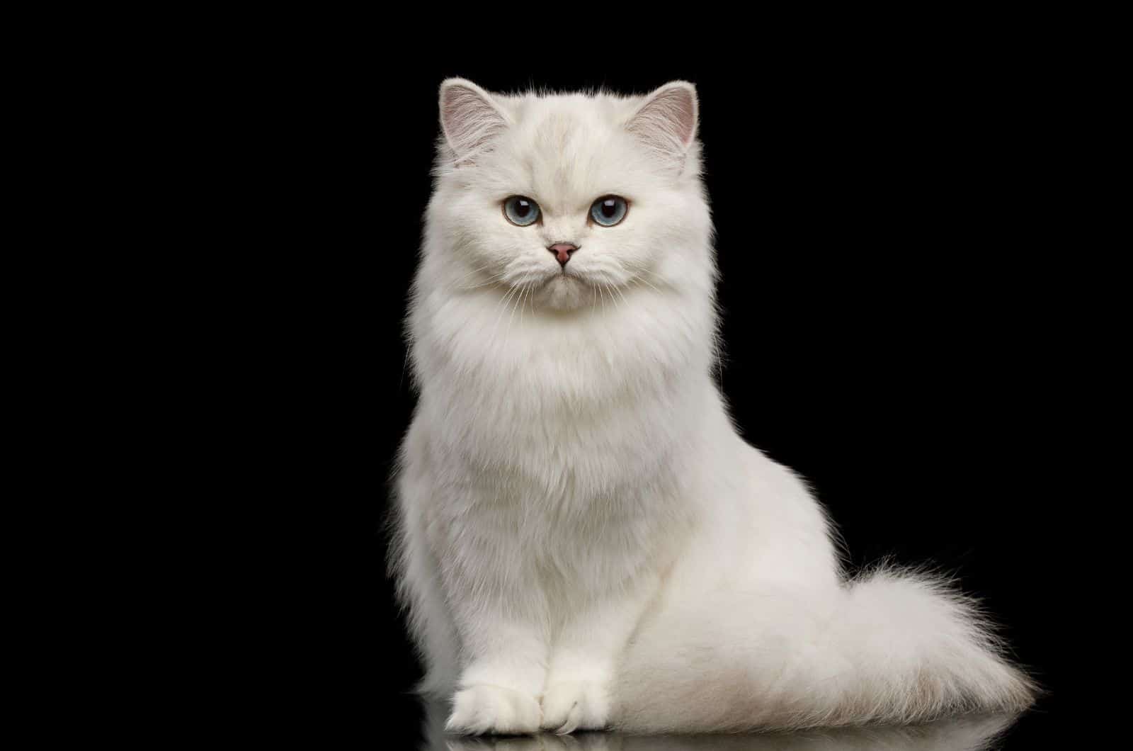 200 Names For White Cats With Blue Eyes Awesome Ideas 