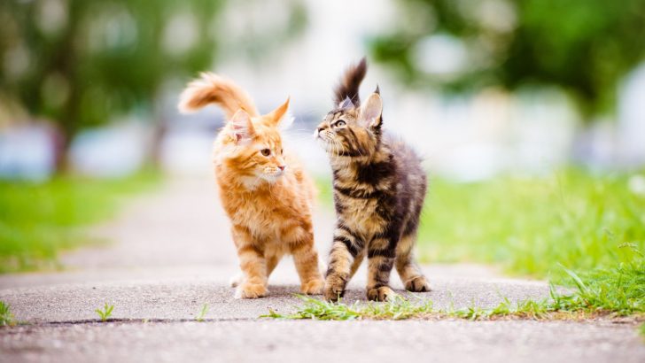 300+ Best Brother And Sister Cat Names