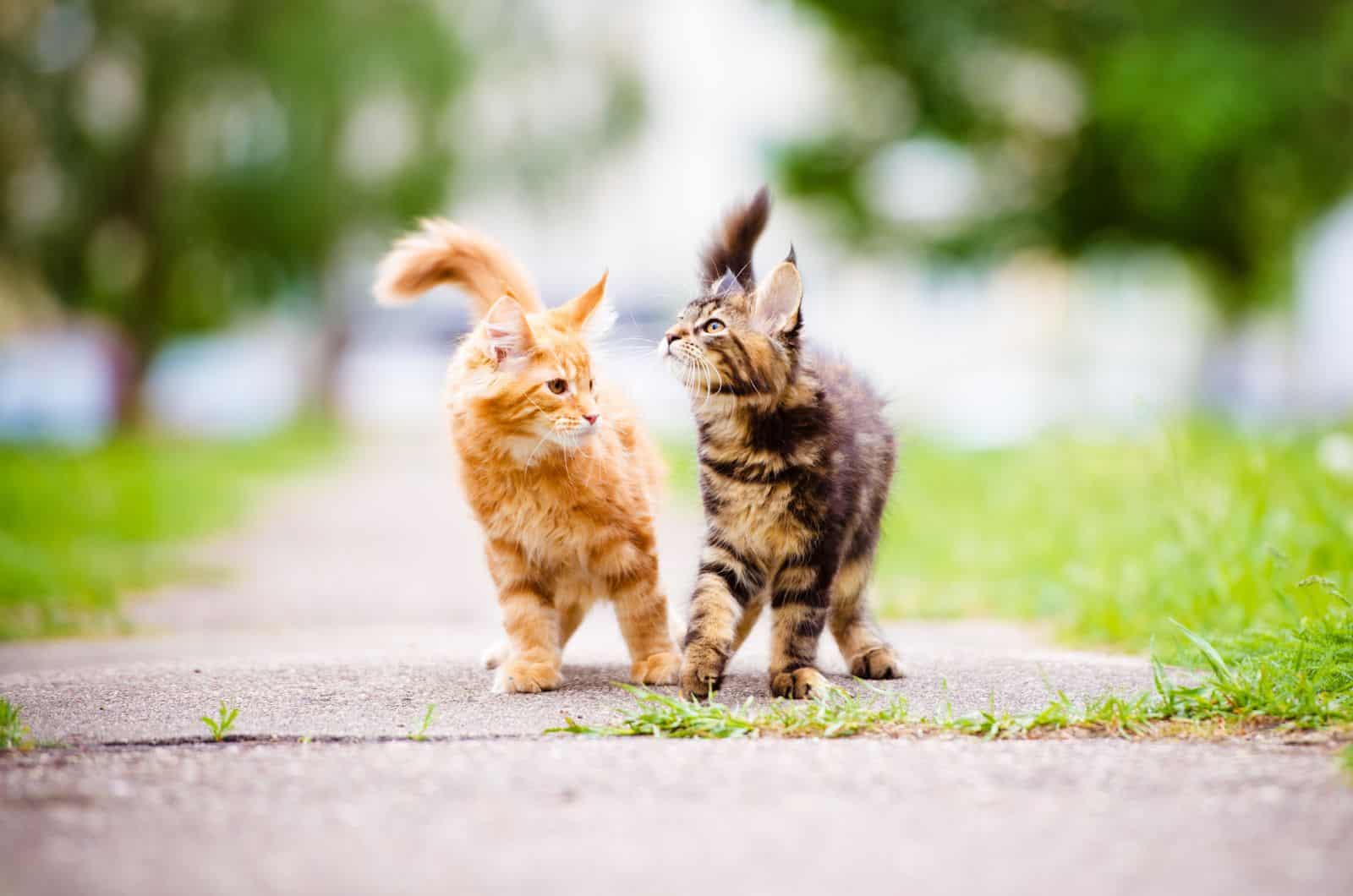 two cute cats walking outside