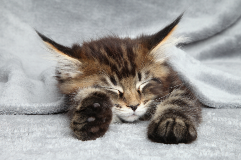 maine coon kitten sleeping