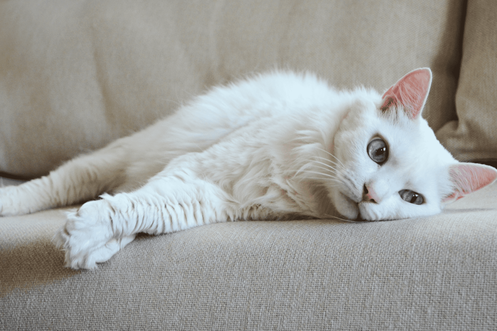 Albino cat