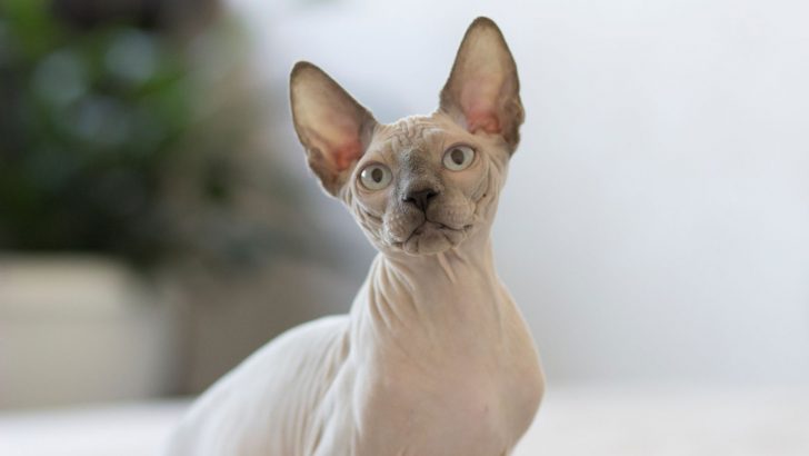 All The Beautiful Colors Of Sphynx Cats