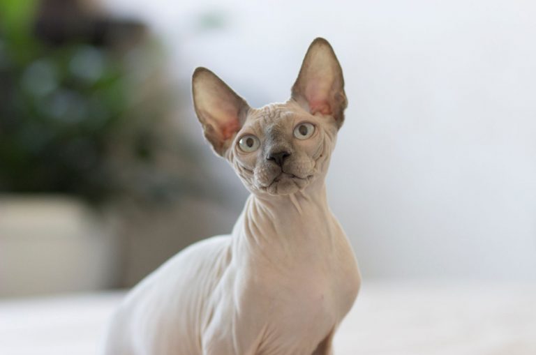 Sphynx posing for camera