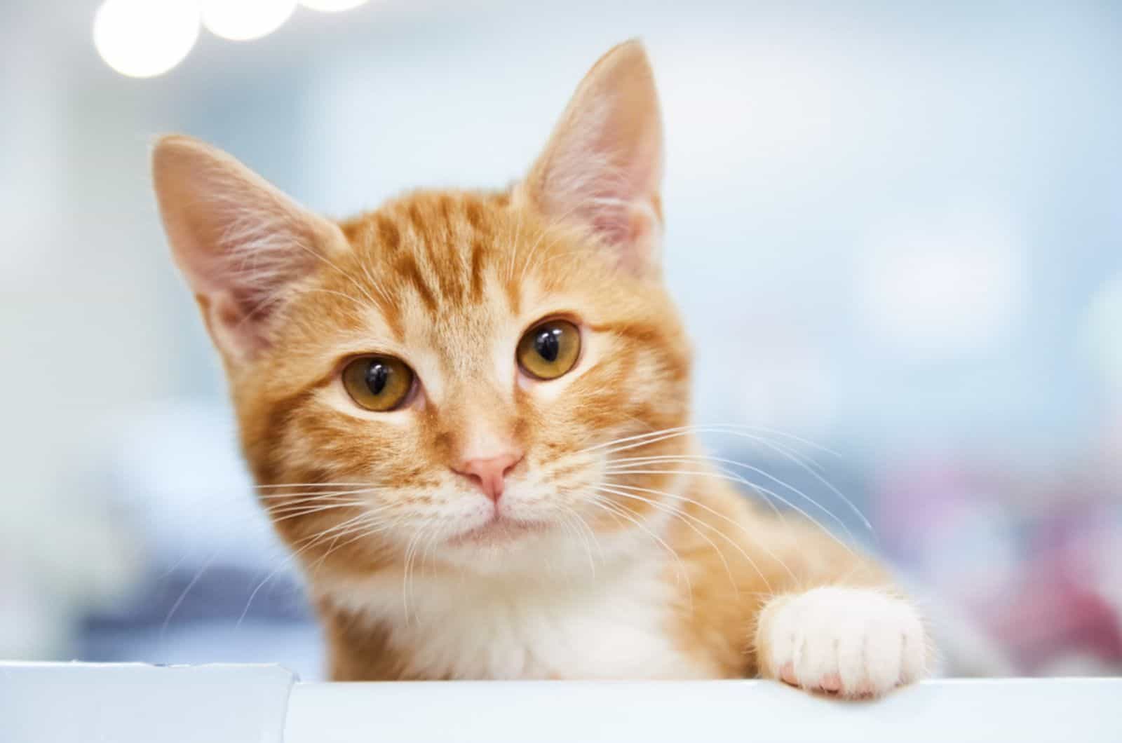 Red tabby kitten or young cat sitting on a shelf