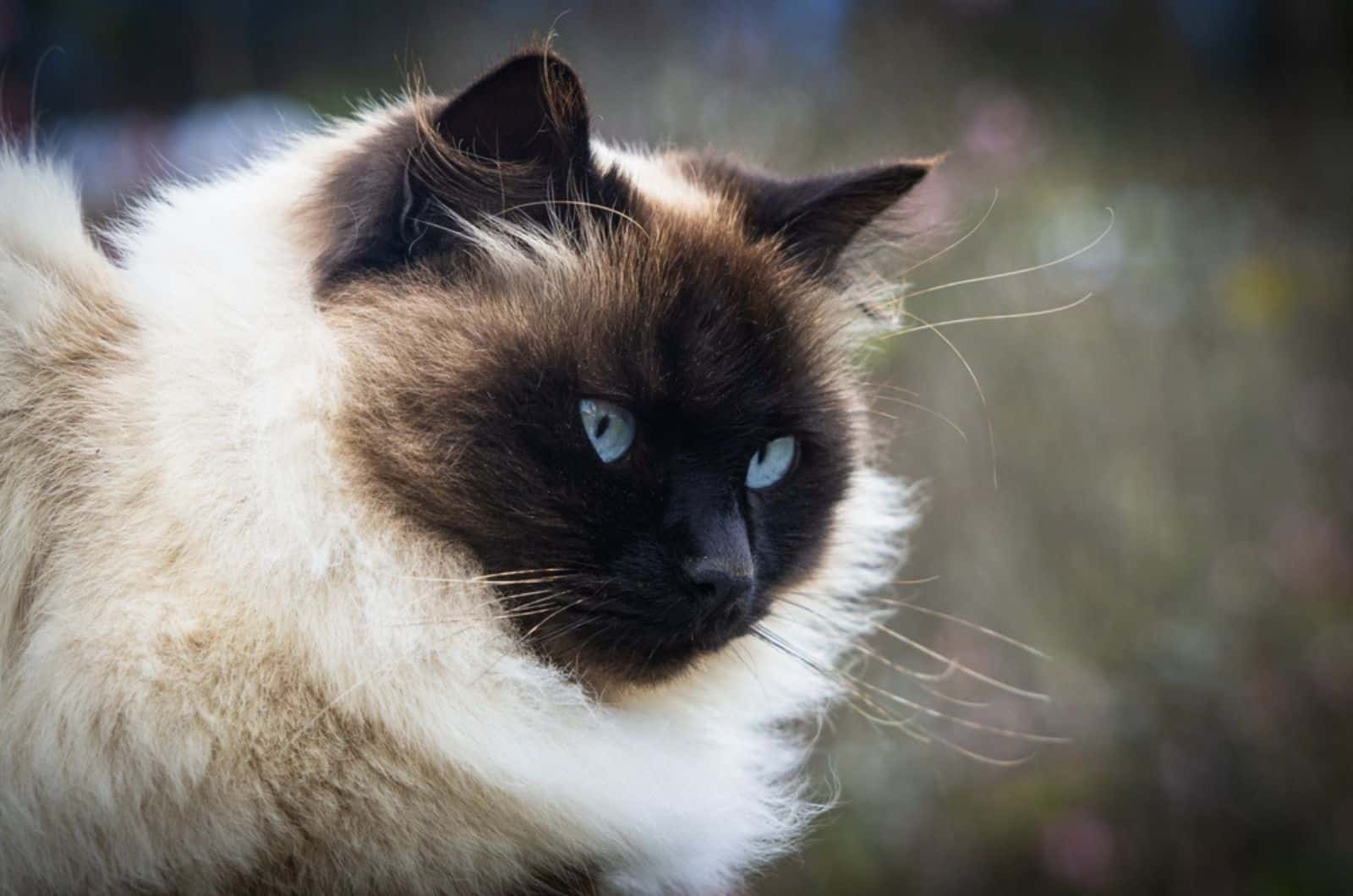 Beautiful Persian Himalayan cat in Siamese color