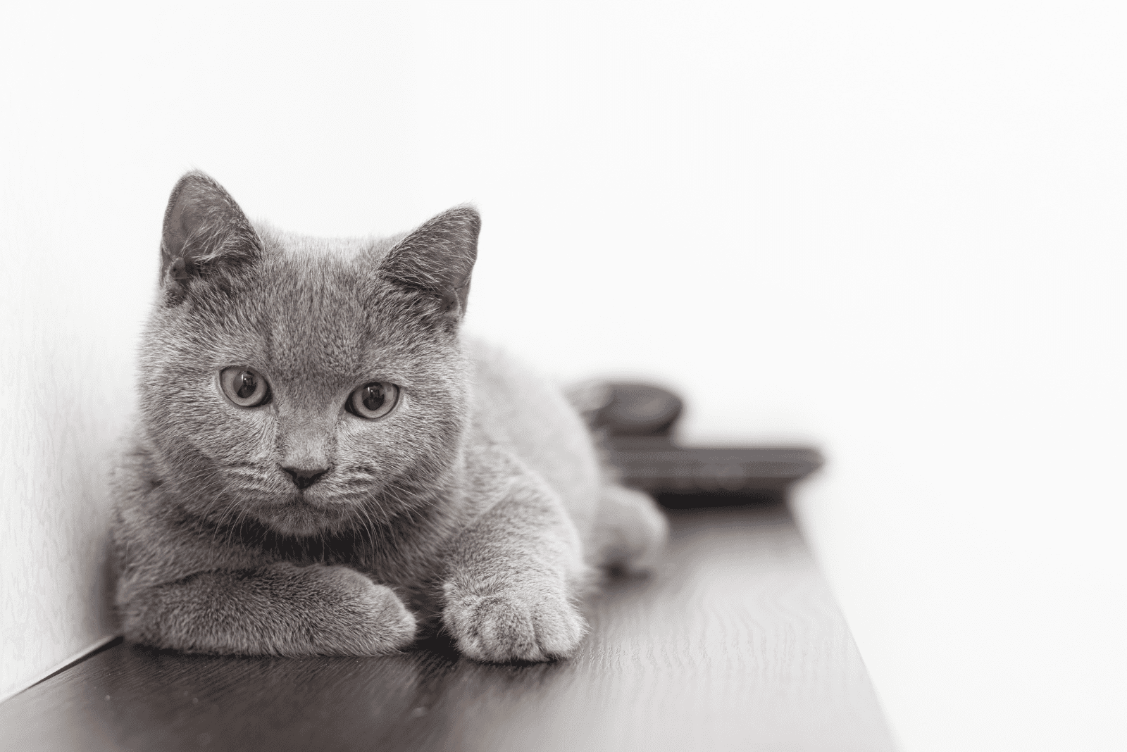 Blue Smoke cat is lying on the floor