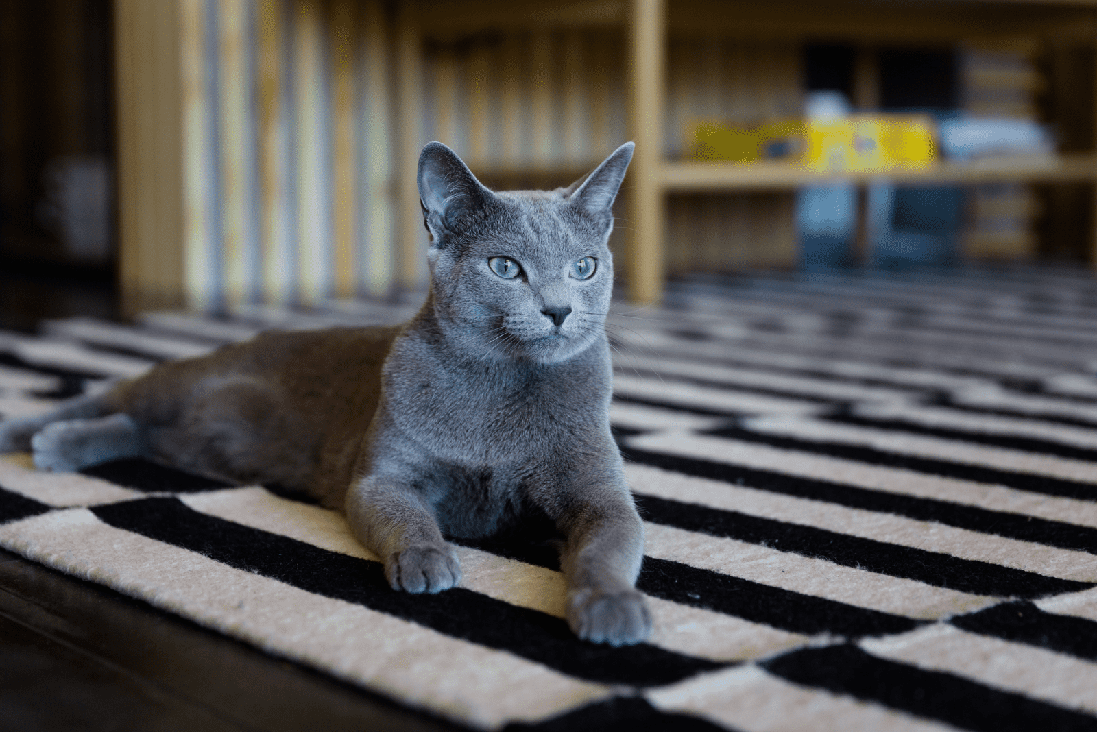 Blue cat is sitting on the floor
