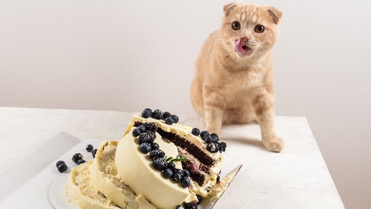 Can Cats Eat Cake? Finding The Right Treats For Your Kitty