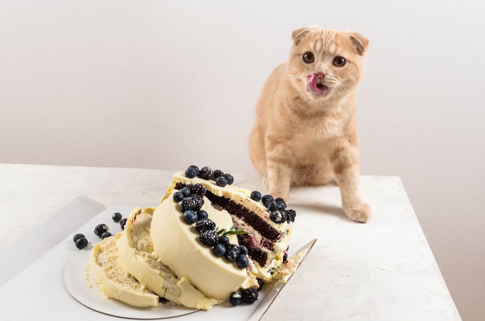 naughty cat eating cake