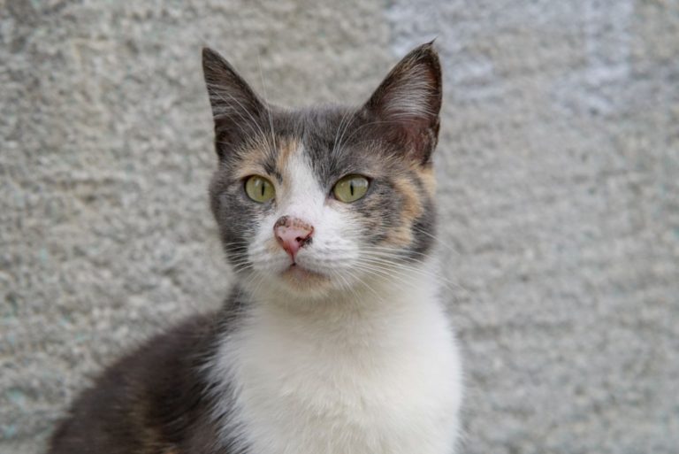 cat with infected nose