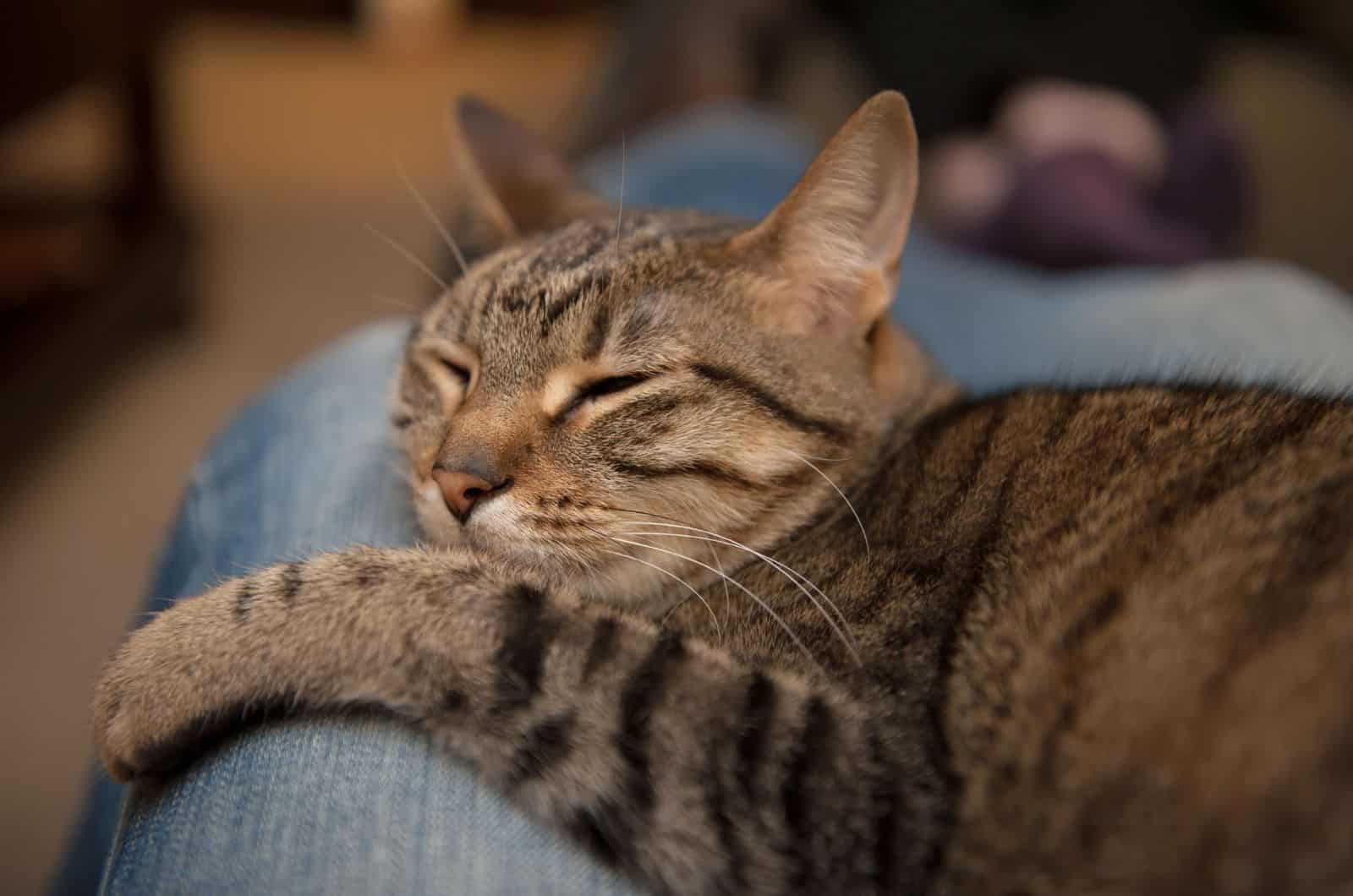 Cat Sleeping in lap