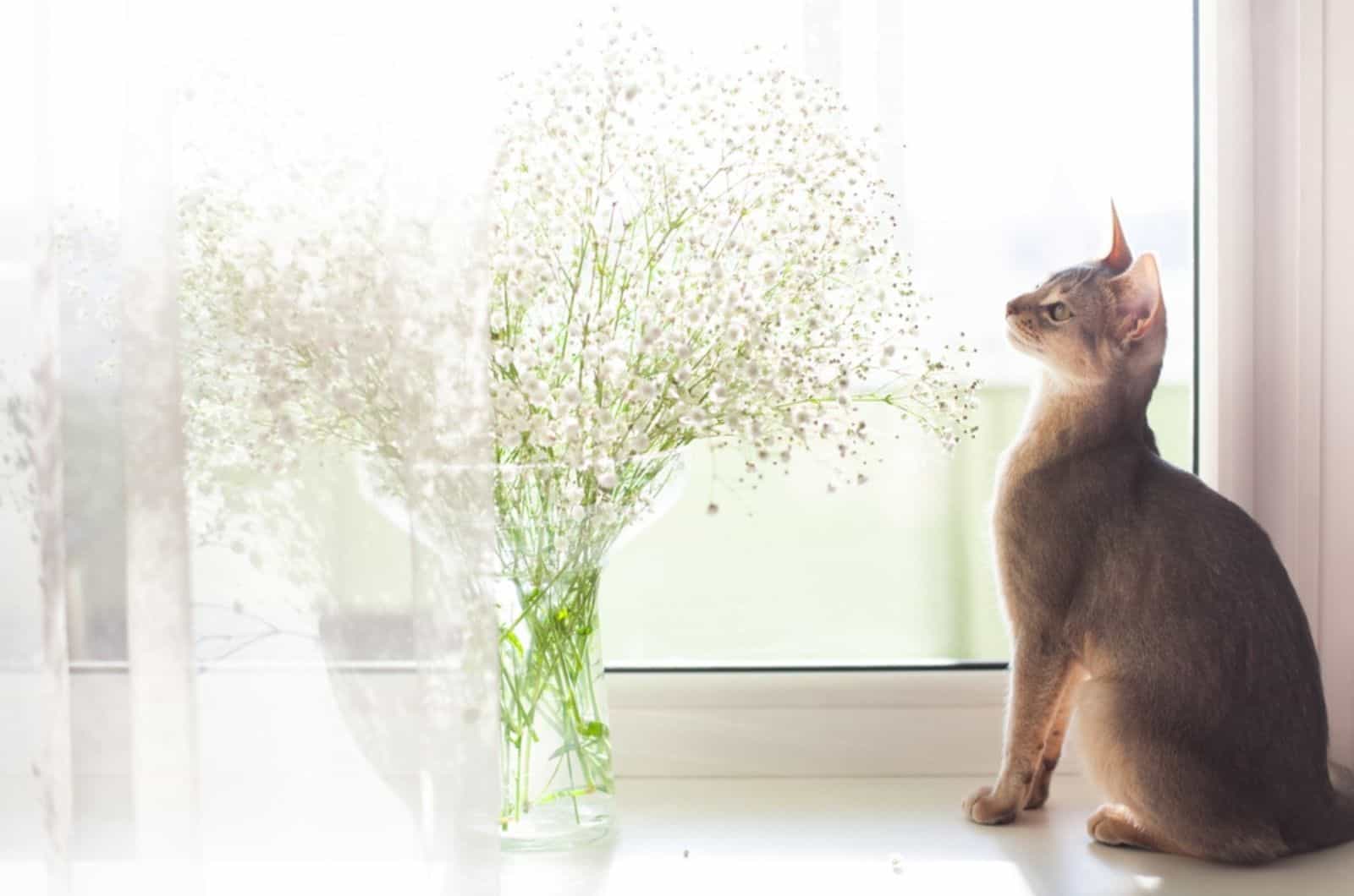 Cat looking at Baby's breath flowers bouquet on windowsill