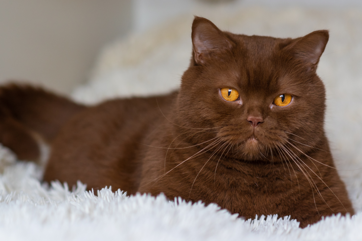 Rare Cat Colors & Patterns 23 Stunning Cats (With Pictures)