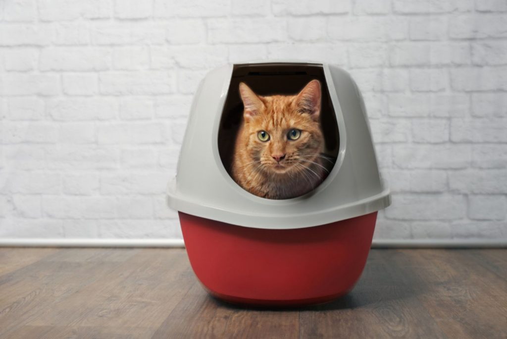 How Much Litter To Put In Litter Box? A Complete Guide