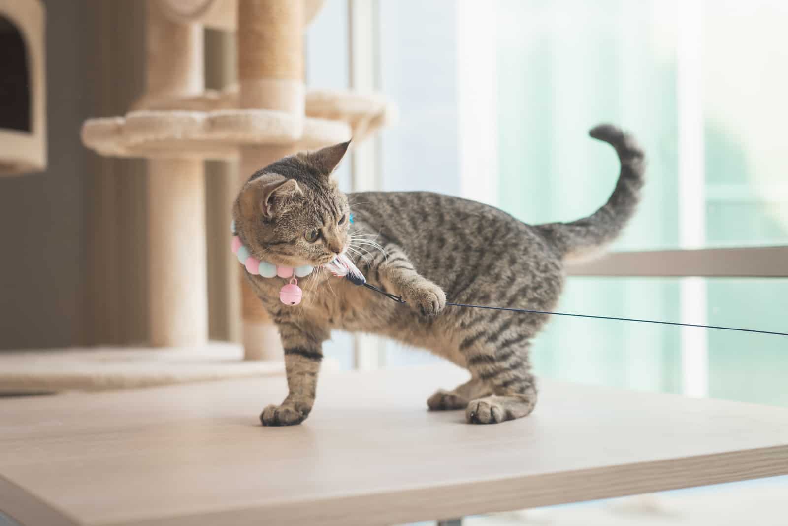 Cute short hair cat playing a cat feather toy