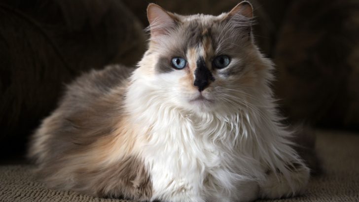 Dilute Calico Cat: Everything You’ve Ever Wanted To Know