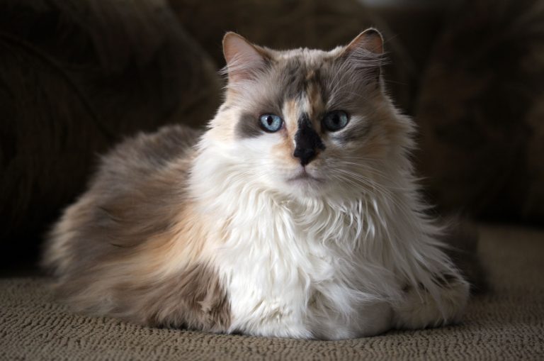 dilute calico cat