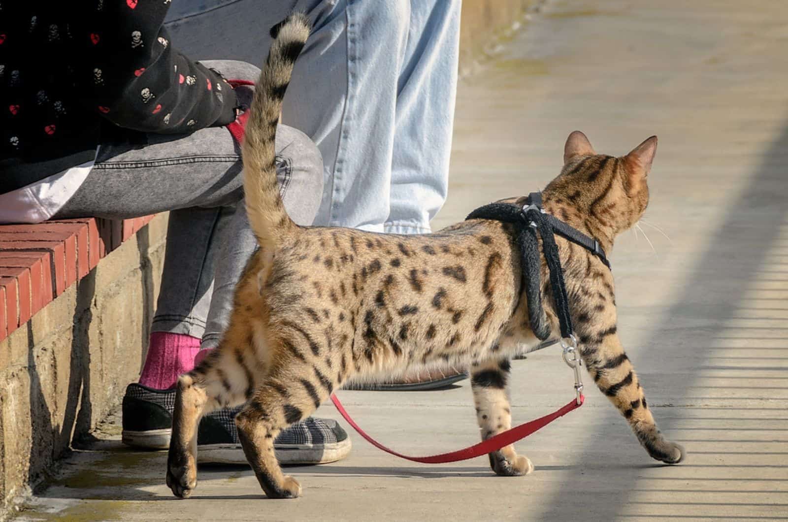 Domestic cheetoh cat on a leash
