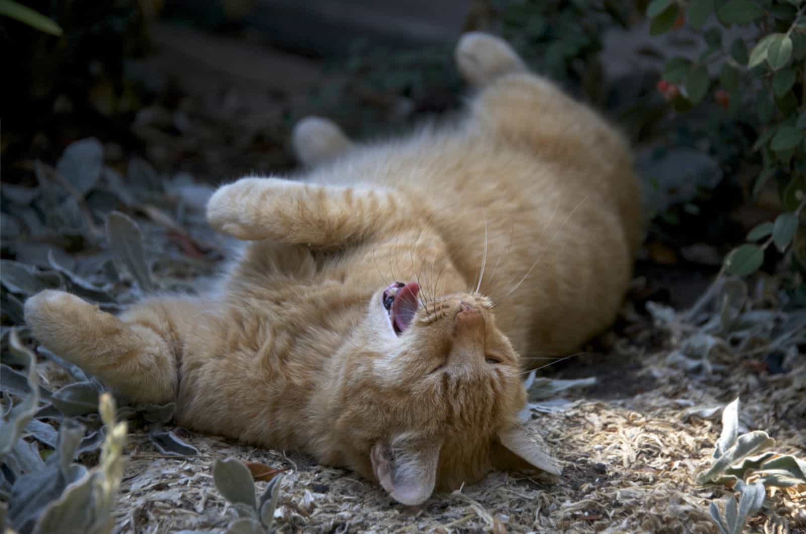 Domesticated orange tabby cat rolling around in the dirt