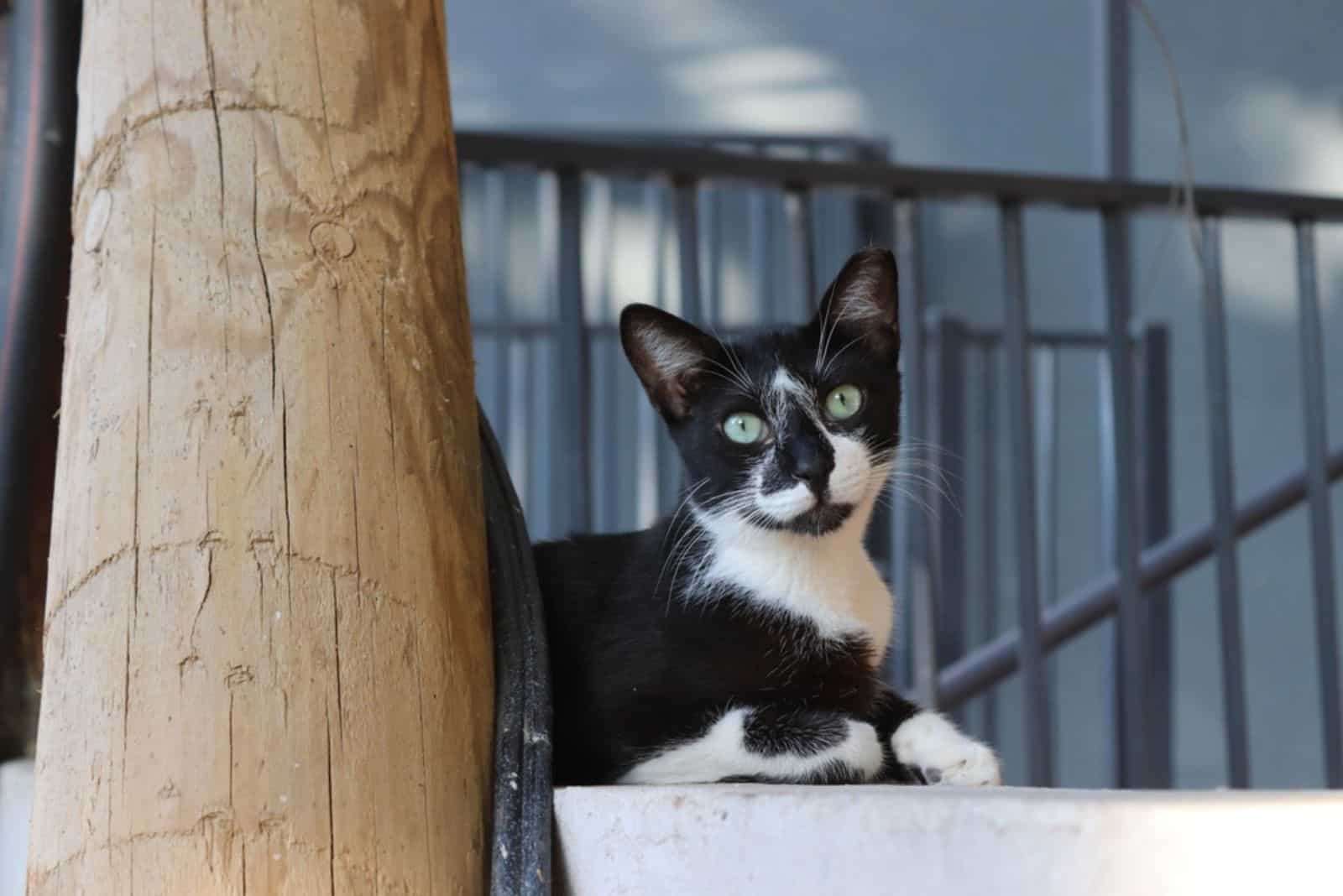 Female street black and white tuxedo cat