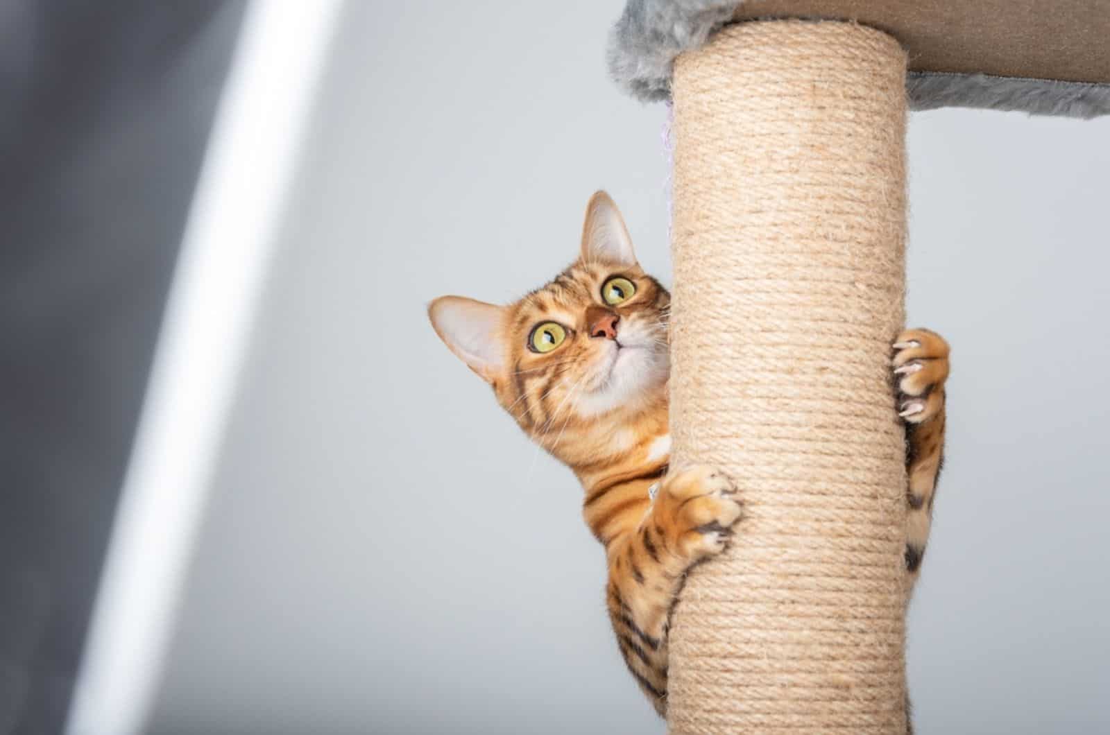 Funny domestic cat climbs up the cat pole