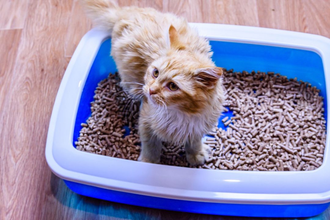 How Much Litter To Put In Litter Box? A Complete Guide