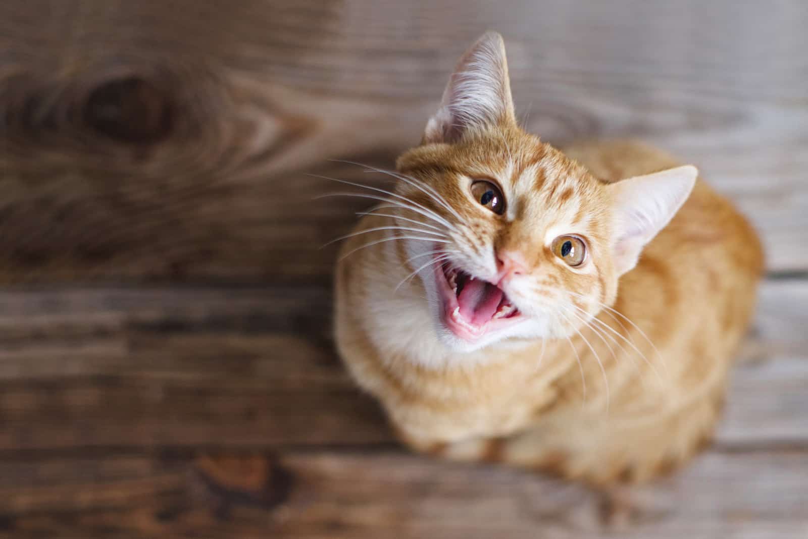 Ginger tabby young cat sitting on a wooden floor and smiling
