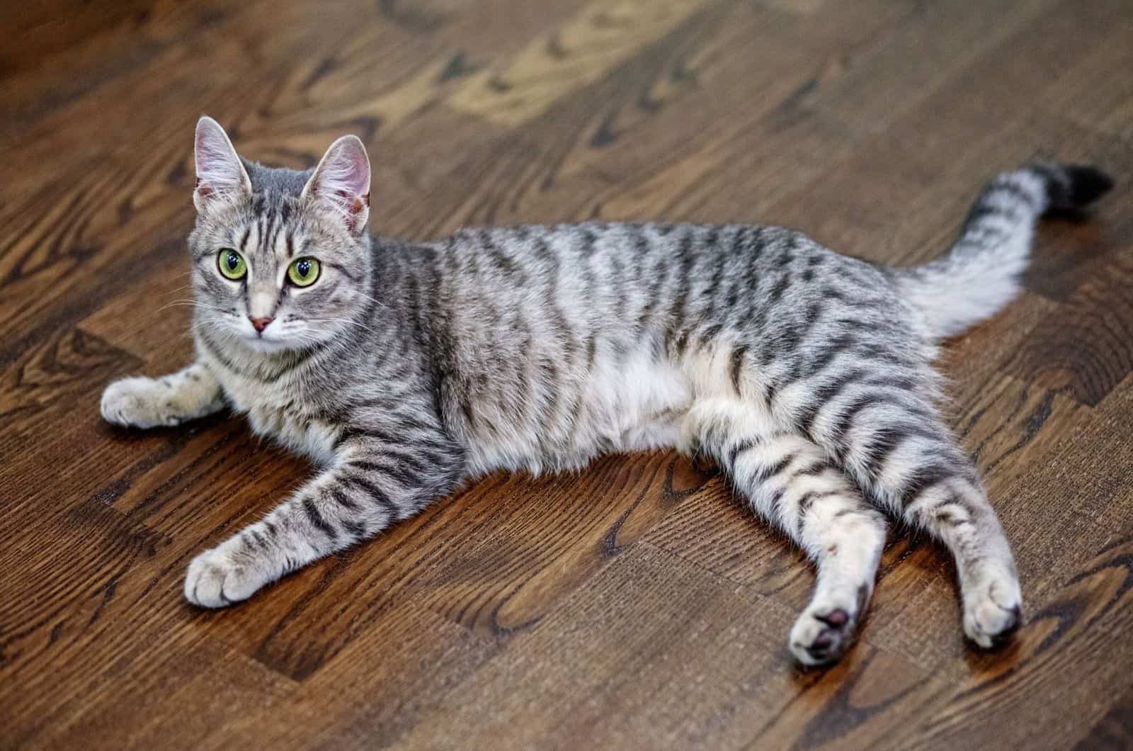 Gray striped cat lying on the laminate