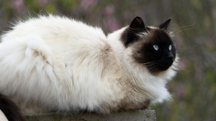 Info About The Himalayan Cat Breed