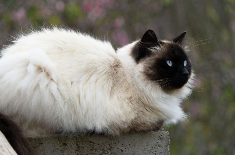 Beautiful Persian Himalayan cat in Siamese color