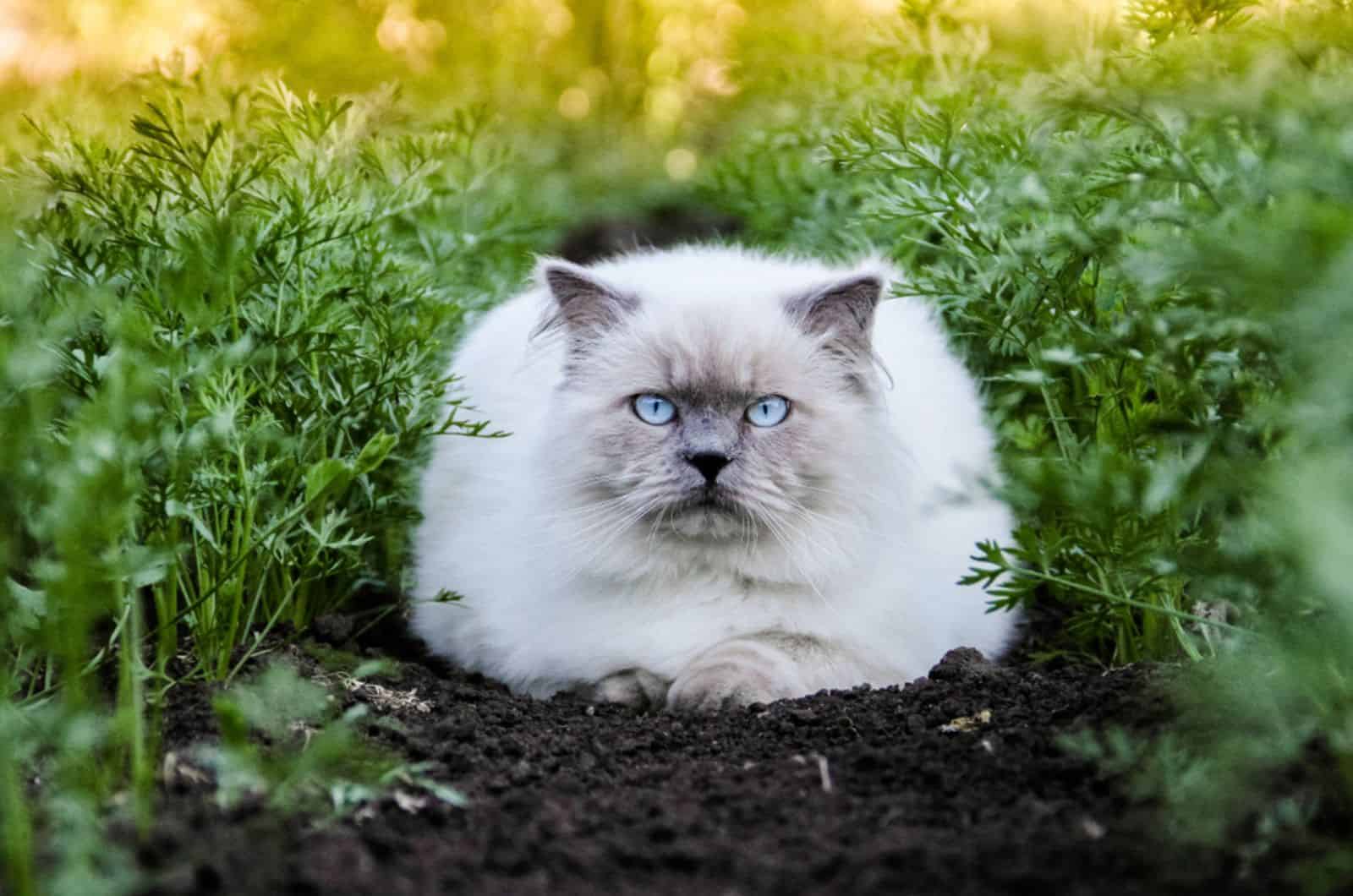 Himalayan cat in the garden
