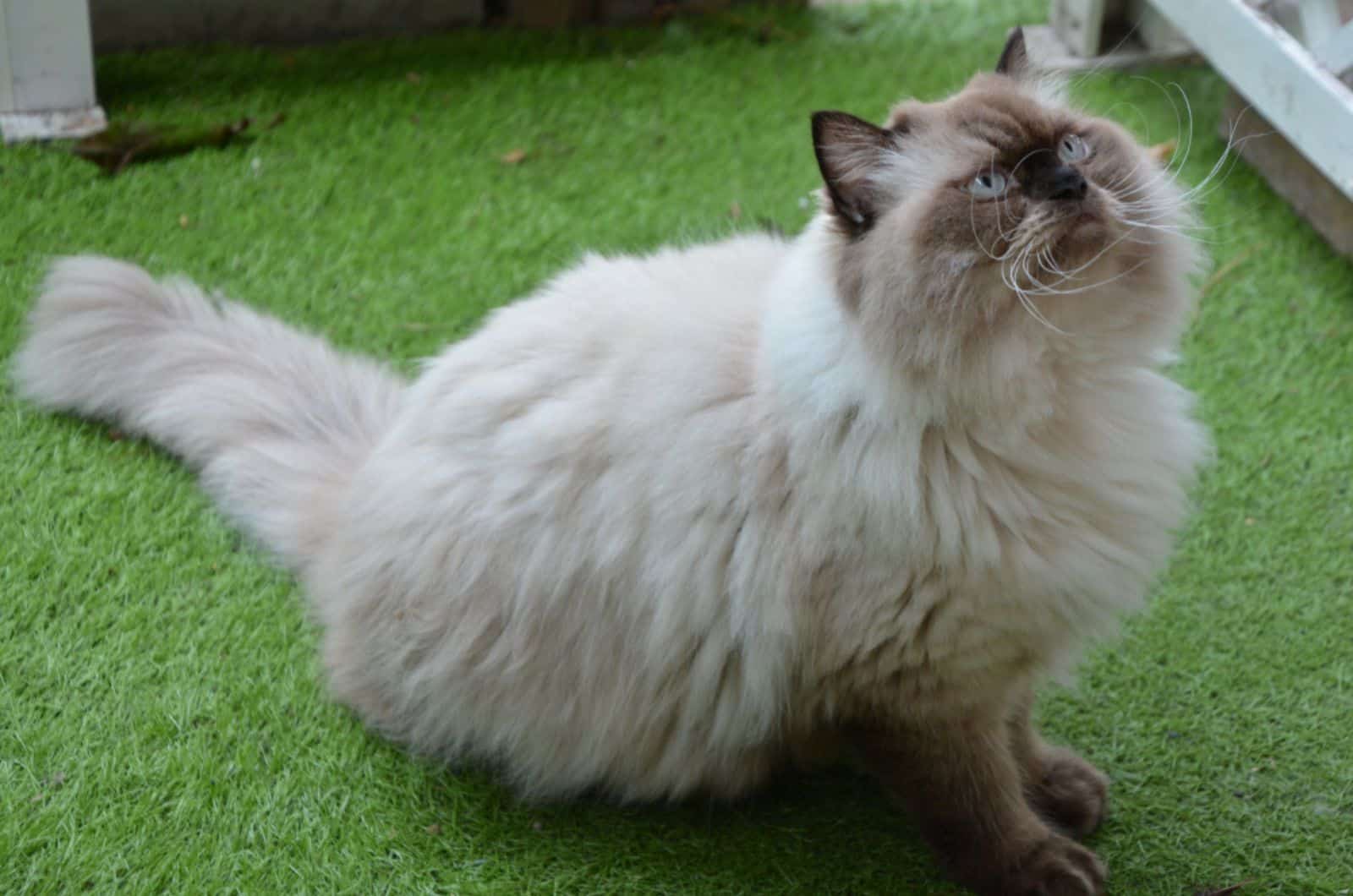 Himalayan siamese Cat with Blue eyes on the grass
