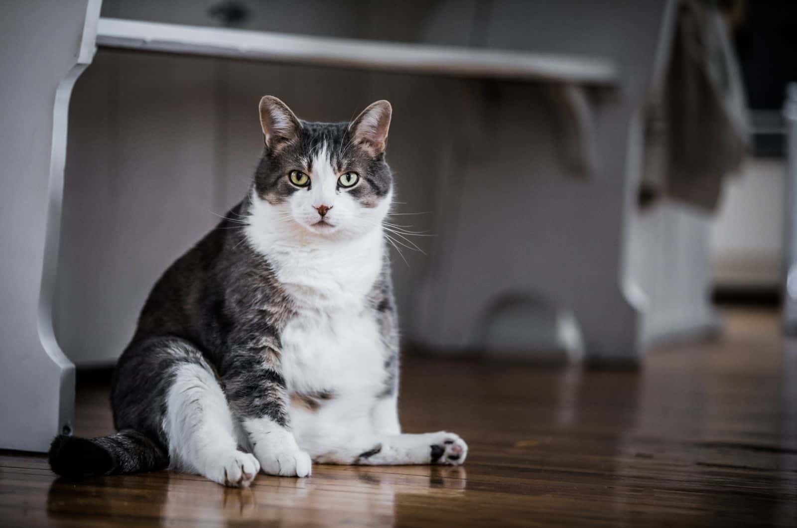 fat cat sitting on floor