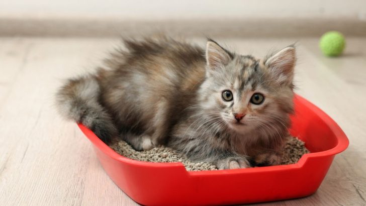 How Much Litter To Put In Litter Box? A Complete Guide