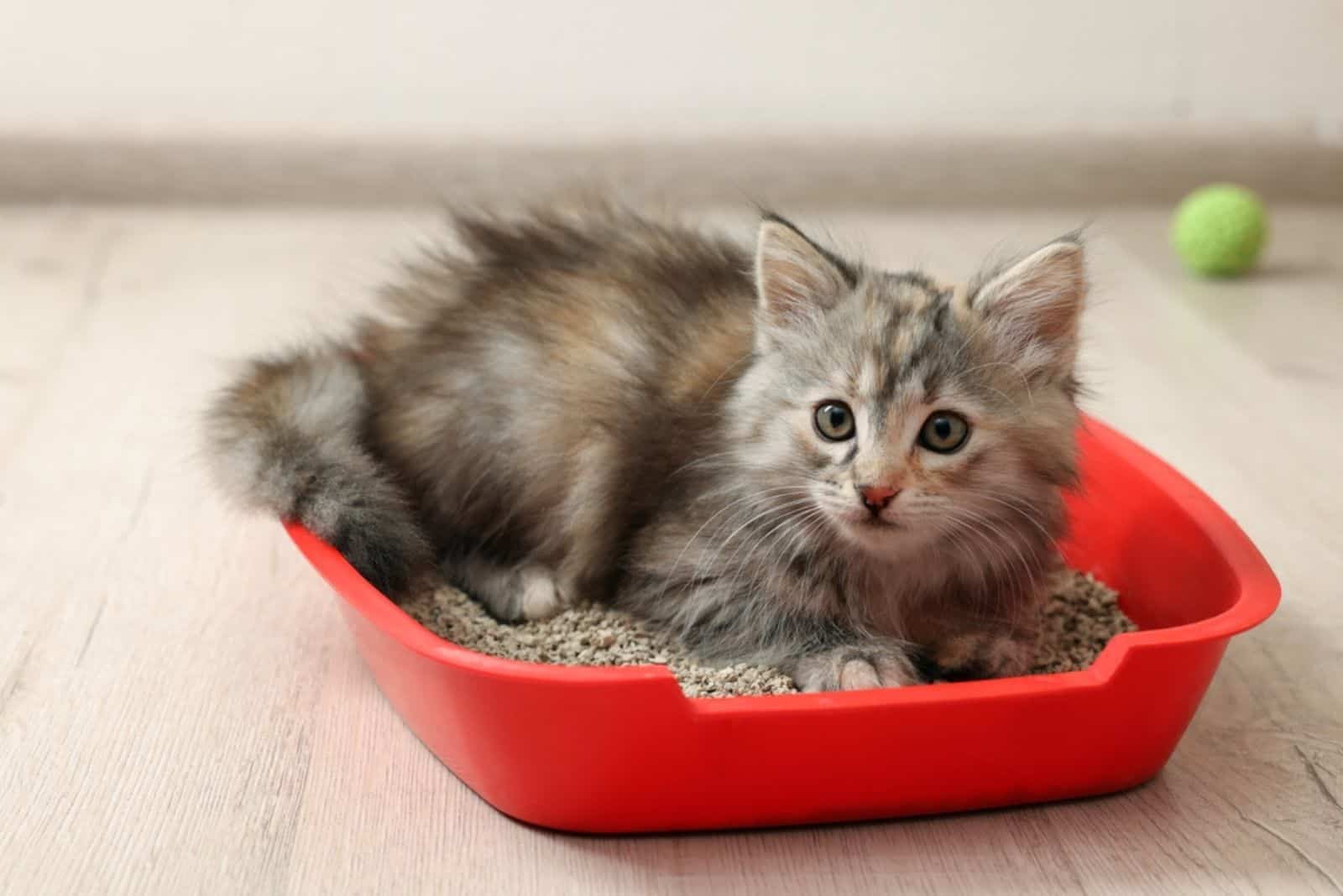 How Much Litter To Put In Litter Box? A Complete Guide