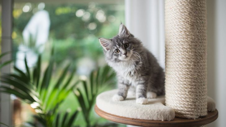 How To Clean Cat Tree? Disinfect And Clean Your Cat Tree