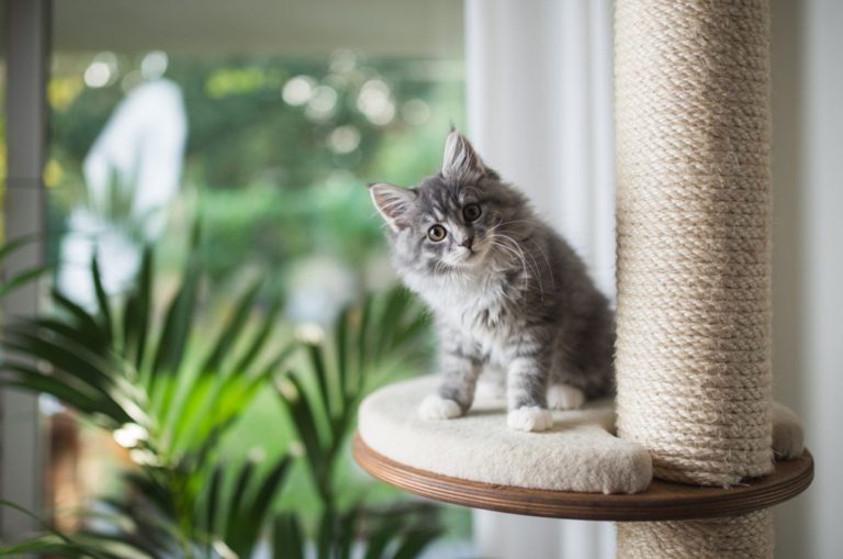 cute cat on a cat climbing tree