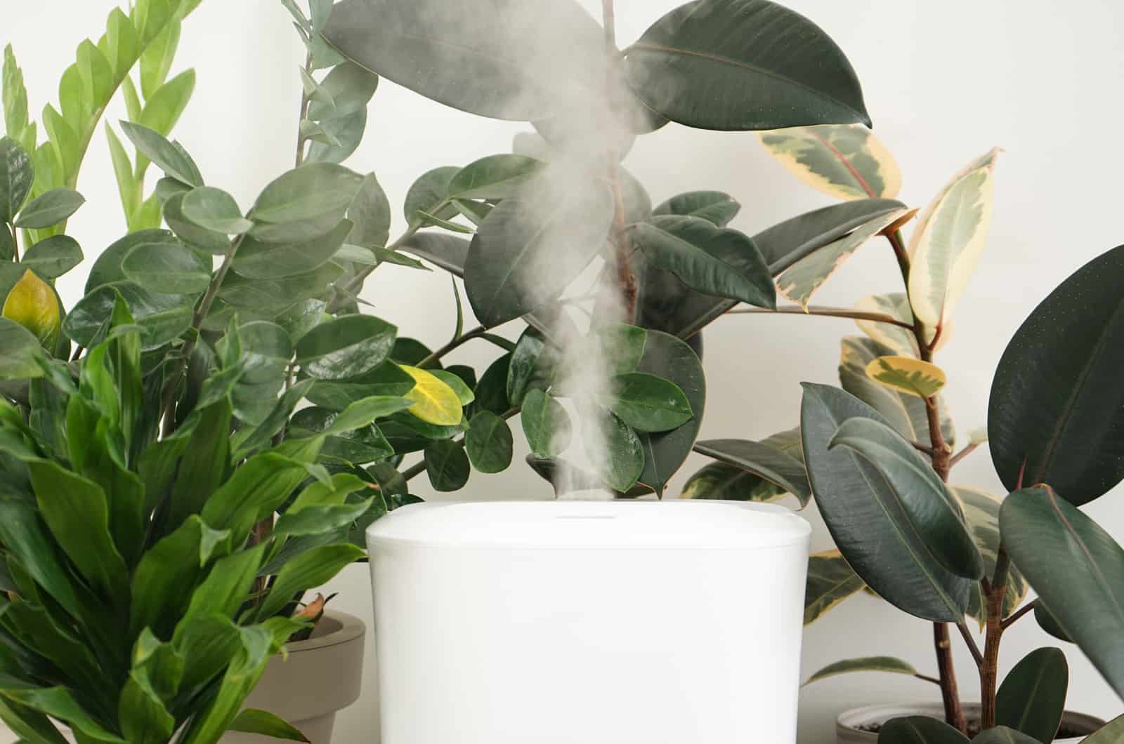 Humidifier in middle of plants