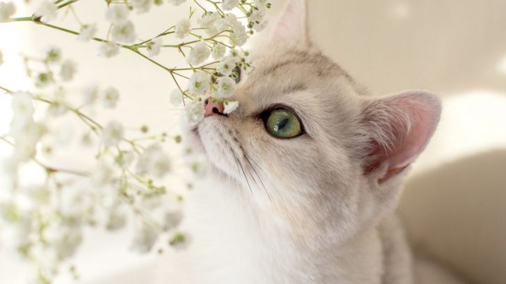 Is Baby’s Breath Toxic To Cats? You Need To Know This