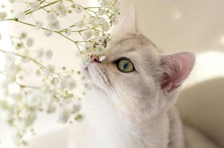 white cat smelling a baby breath flowers